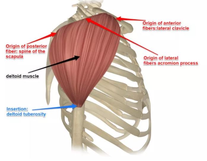 deltoid-muscle